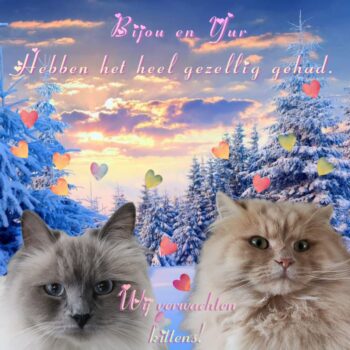 Cattery of a Winters Tale Kittens 2023