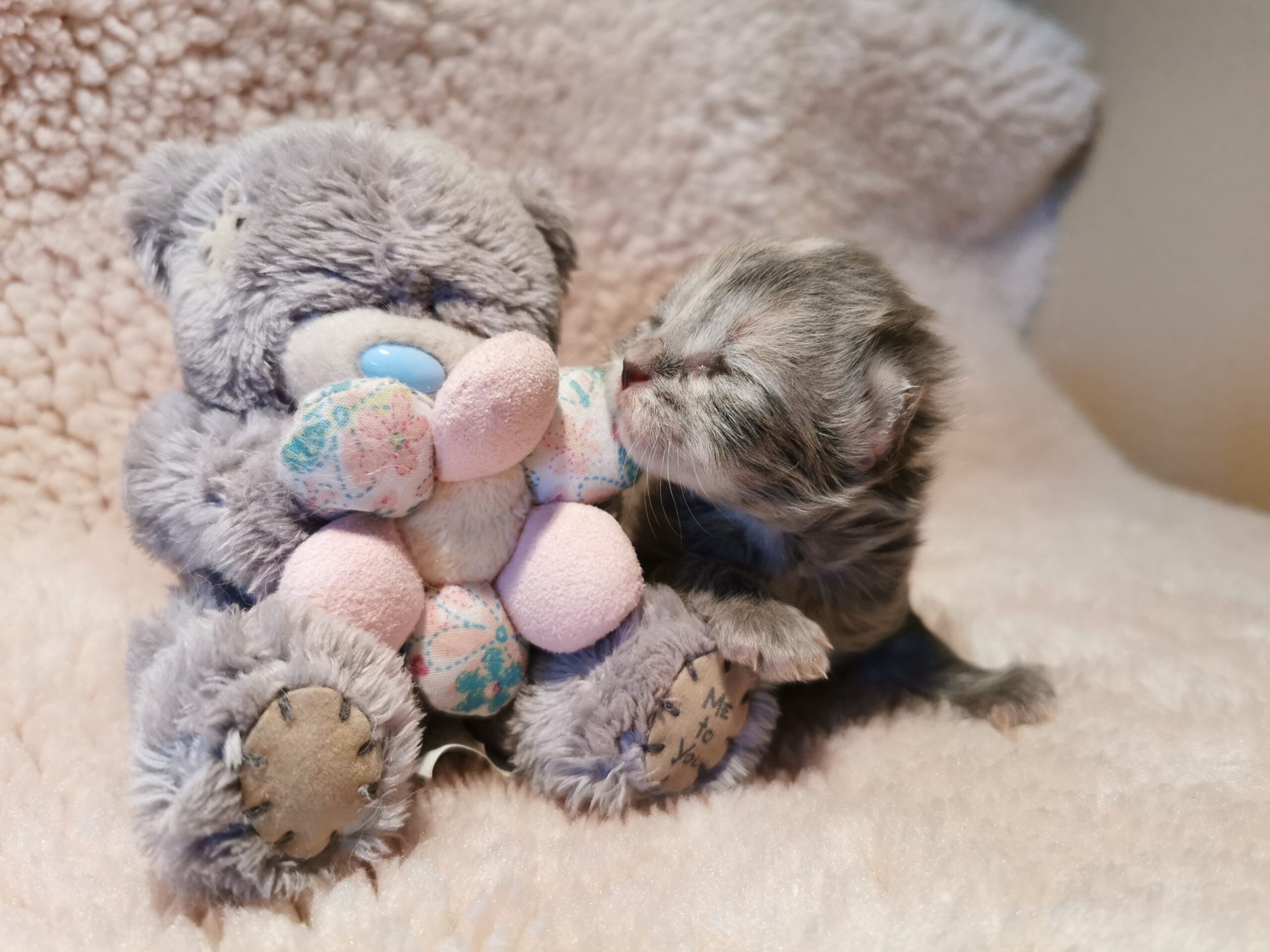 Kittens