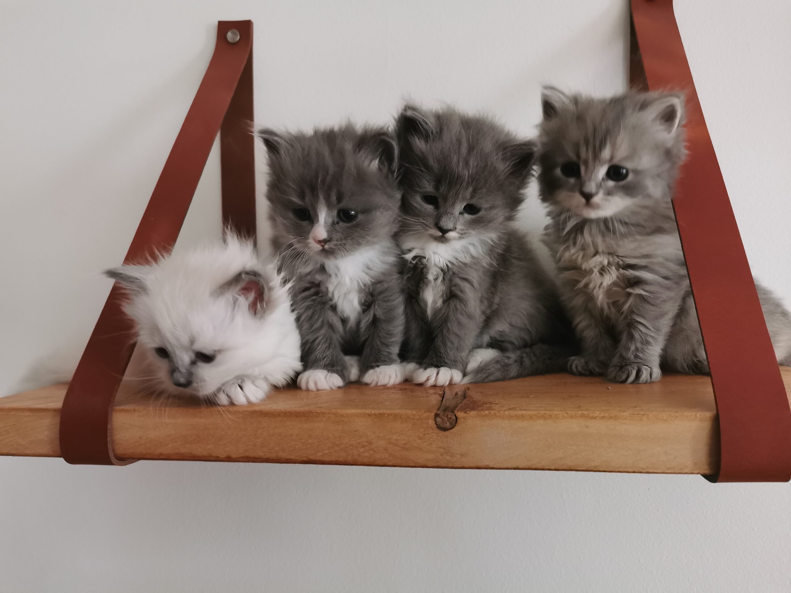 Cattery of a Winter`s Tale