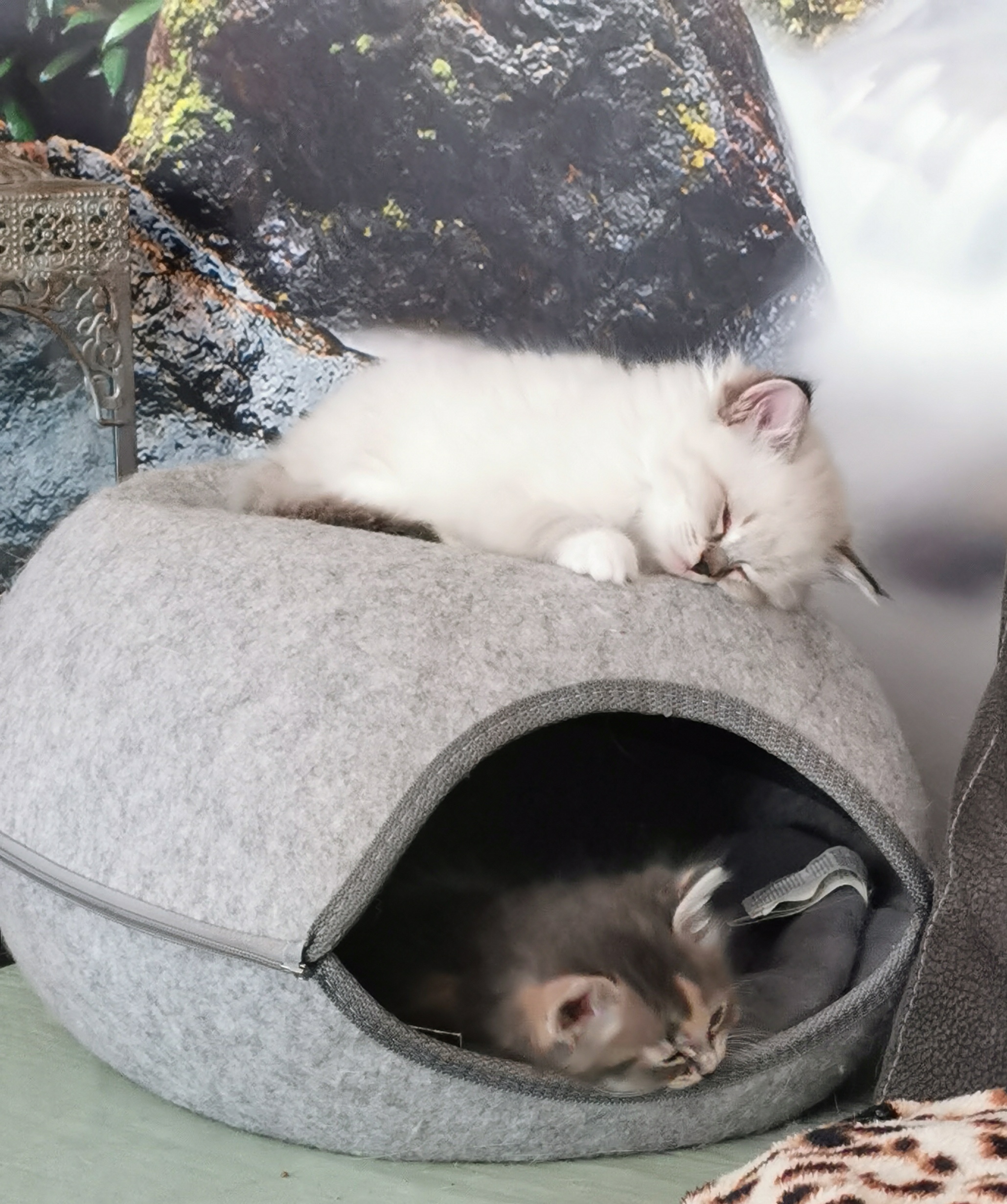 Belangrijke informatie en adviezen mbt de aanschaf van een kitten