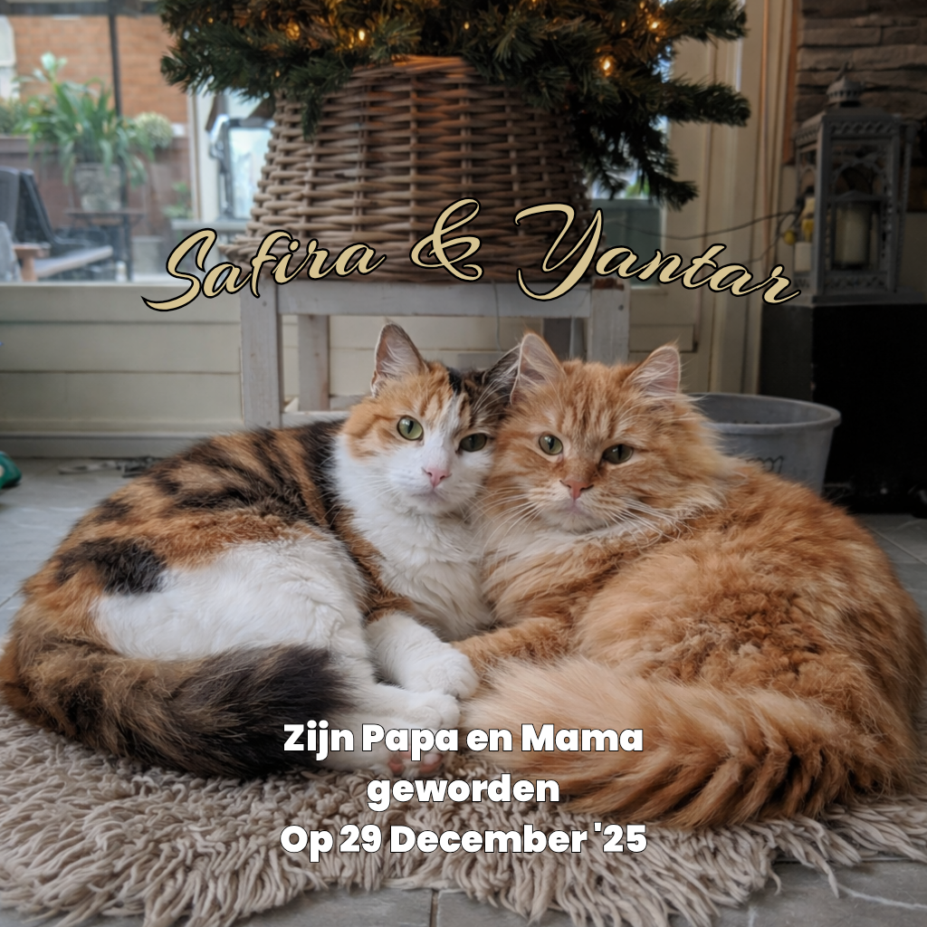 Safira & Yantar zijn Papa en Mama geworden!