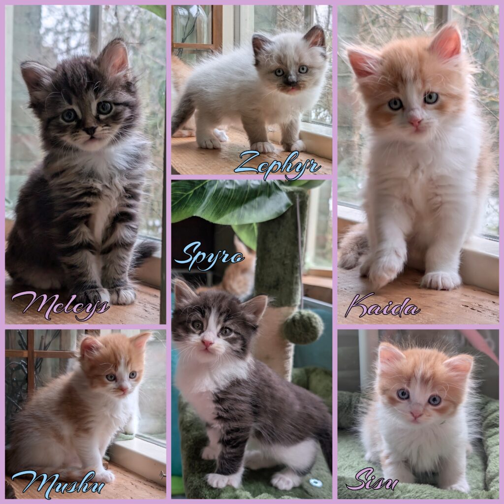 safia kittens bijna 6 weken oud