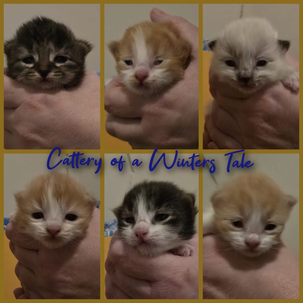 safira haar kittens 29 12 25