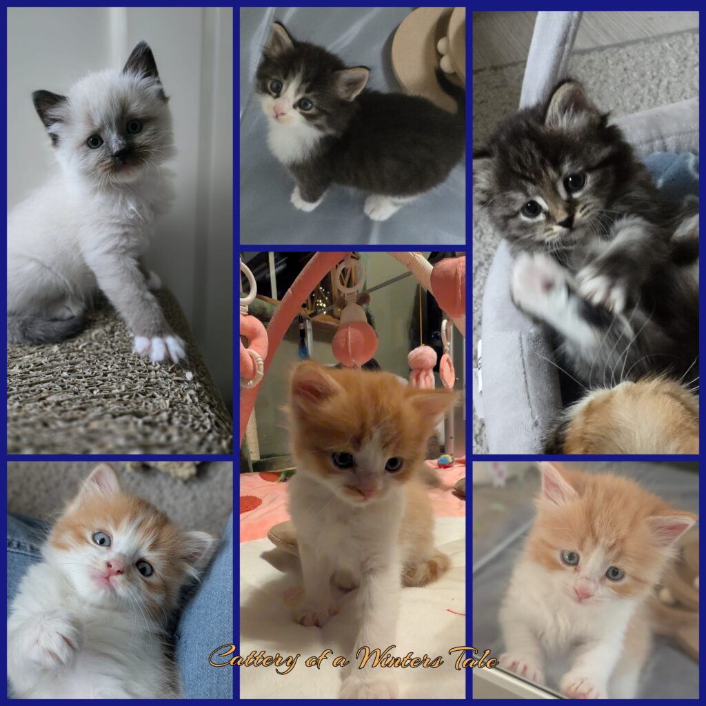 safira kittens 25 12 25 s