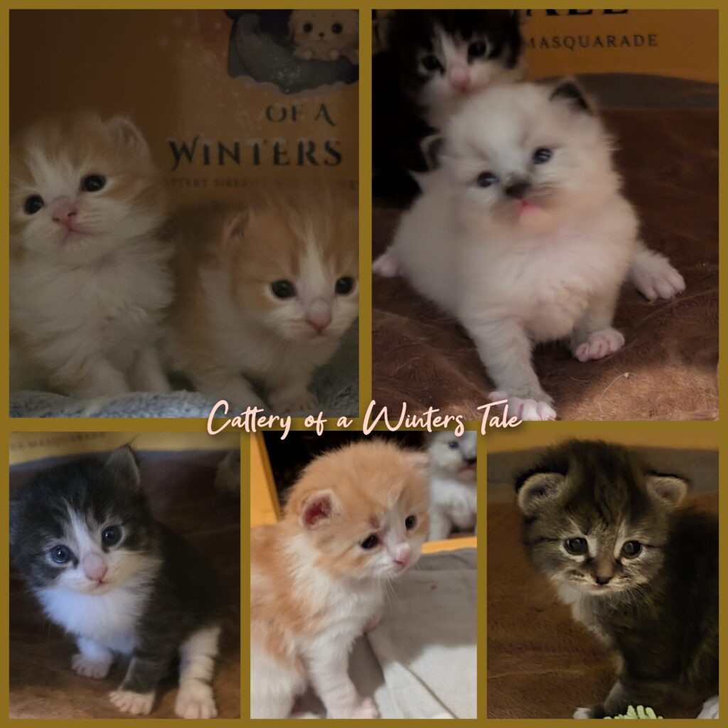 safira kittens 29 12 25