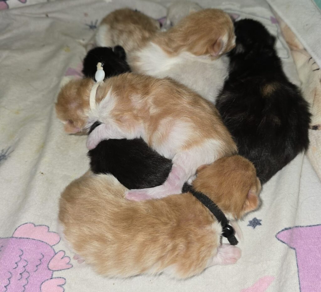 safira kittens 4 dagen oud